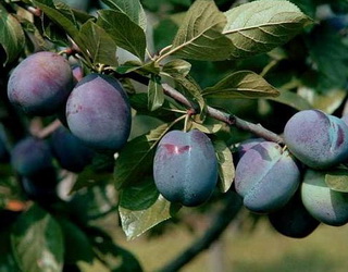 Цьогорічний урожай плодів і ягід на Херсонщині зріс на 22%